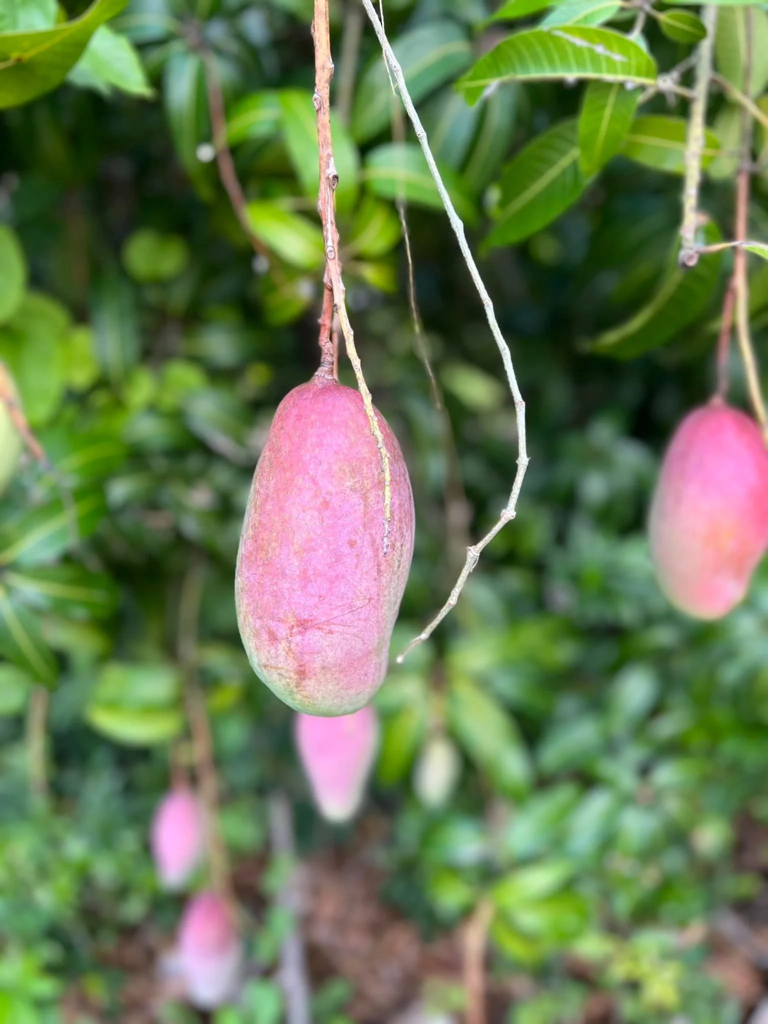 Tropical fruit from the grove